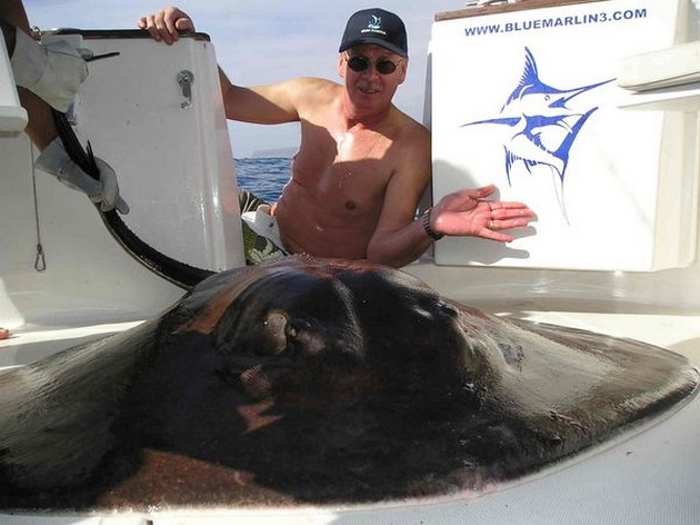 20/01 common stingray Cavalier & Blue Marlin Sport Fishing Gran Canaria