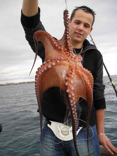 08/02 octupus Cavalier & Blue Marlin Sport Fishing Gran Canaria