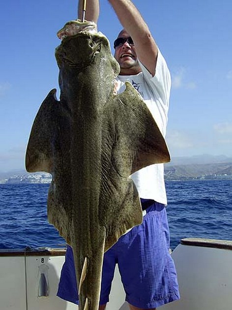 01/06 angel shark Cavalier & Blue Marlin Sport Fishing Gran Canaria