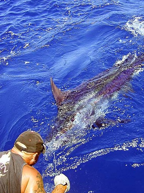 16/06 blue marlin Cavalier & Blue Marlin Sport Fishing Gran Canaria