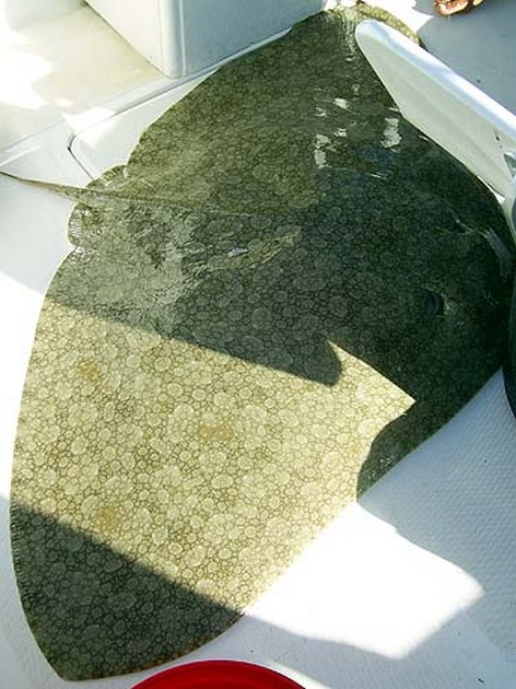 03/07 butterfly ray Cavalier & Blue Marlin Sport Fishing Gran Canaria