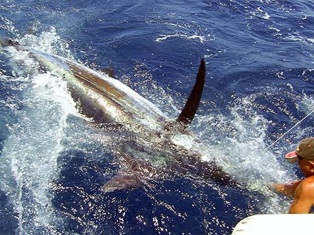 06/07 blue marlin Cavalier & Blue Marlin Sport Fishing Gran Canaria