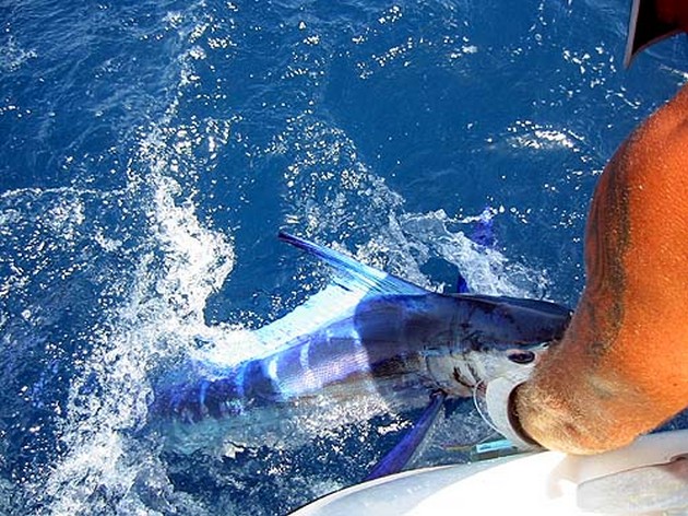13/07 white marlin Cavalier & Blue Marlin Sport Fishing Gran Canaria