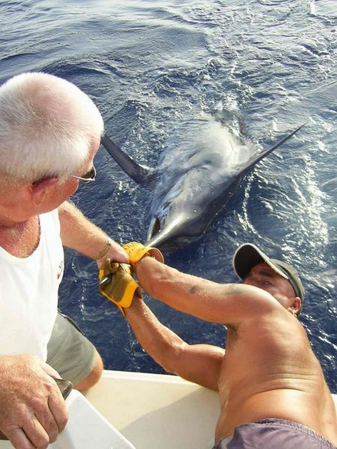18/08 blue marlin Cavalier & Blue Marlin Sport Fishing Gran Canaria