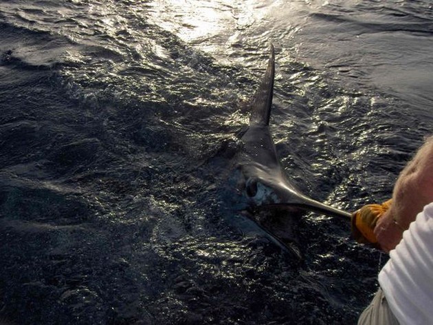 19/08 blue marlin Cavalier & Blue Marlin Sport Fishing Gran Canaria