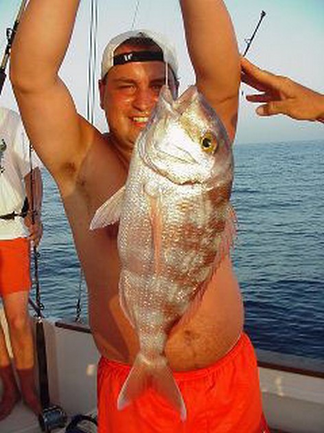 Seabream red banded Cavalier & Blue Marlin Sport Fishing Gran Canaria