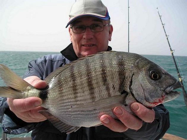 Seabream Marrocan white Cavalier & Blue Marlin Sport Fishing Gran Canaria