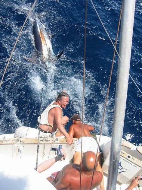 blue marlin Cavalier & Blue Marlin Sport Fishing Gran Canaria