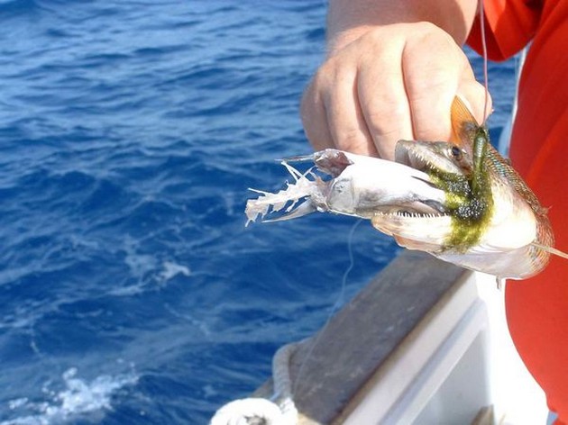 Rob Moerkens Holland Cavalier & Blue Marlin Sport Fishing Gran Canaria