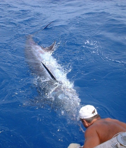 blue marlin Cavalier & Blue Marlin Sport Fishing Gran Canaria
