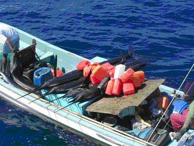 commercial fisher Cavalier & Blue Marlin Sport Fishing Gran Canaria