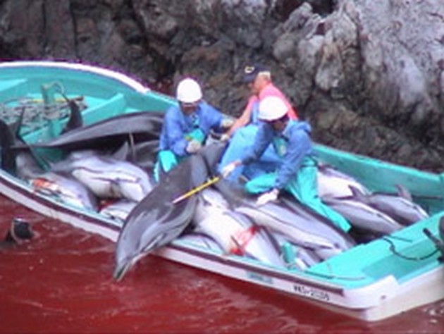 dolphin killers Cavalier & Blue Marlin Sport Fishing Gran Canaria