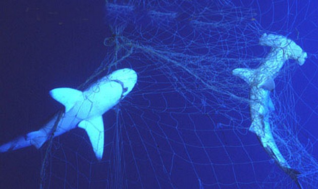 hammerhead & shark Cavalier & Blue Marlin Sport Fishing Gran Canaria