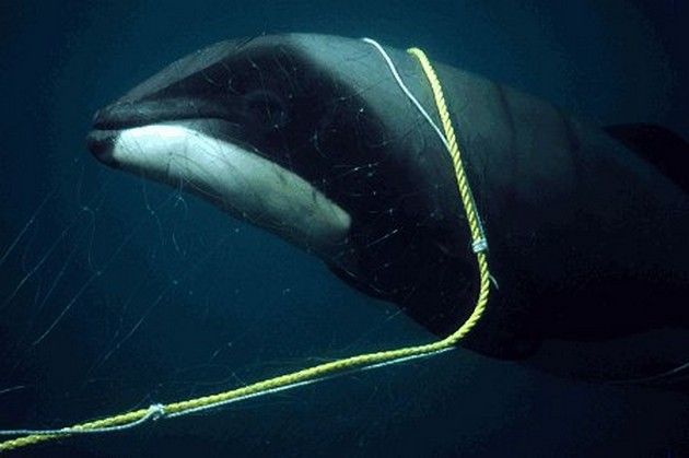 killer whale Cavalier & Blue Marlin Sport Fishing Gran Canaria