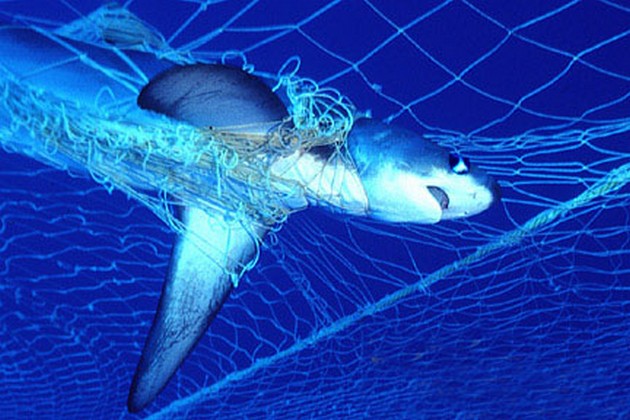 short fin mako shark Cavalier & Blue Marlin Sport Fishing Gran Canaria