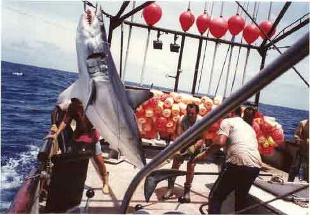 mako shark Cavalier & Blue Marlin Sport Fishing Gran Canaria