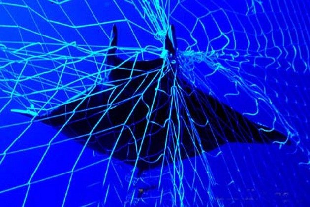 manta ray Cavalier & Blue Marlin Sport Fishing Gran Canaria