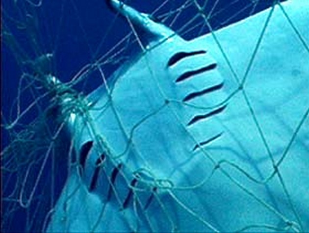 manta ray Cavalier & Blue Marlin Sport Fishing Gran Canaria