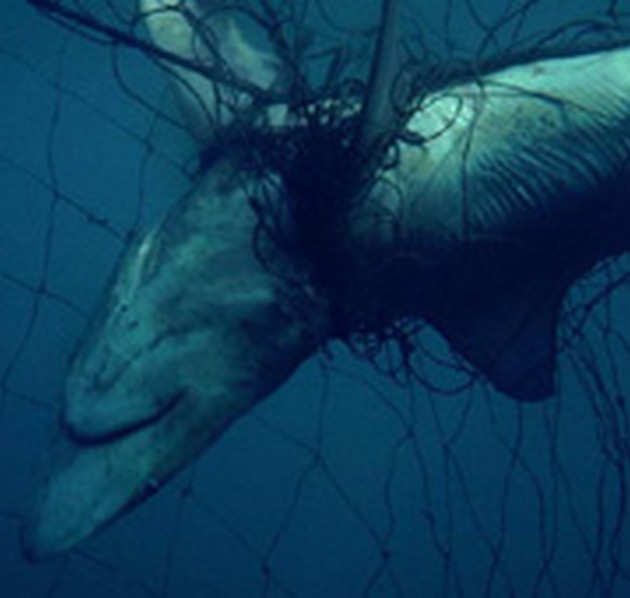 shark Cavalier & Blue Marlin Sport Fishing Gran Canaria