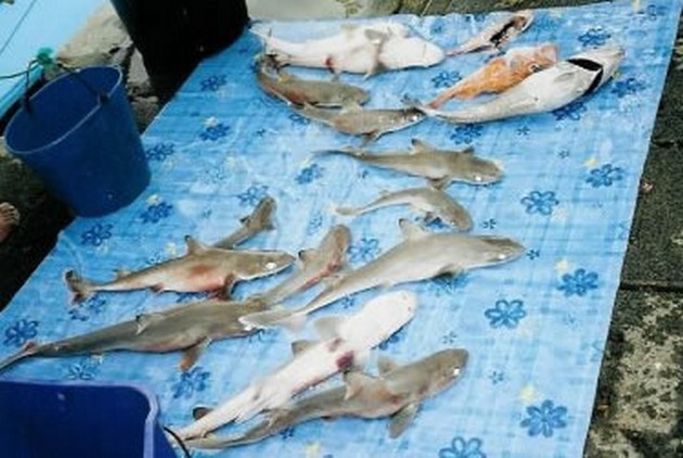 shark Cavalier & Blue Marlin Sport Fishing Gran Canaria