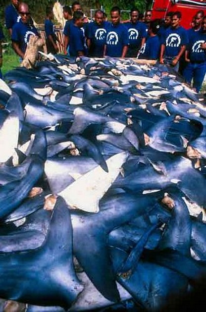 Japonese killers Cavalier & Blue Marlin Sport Fishing Gran Canaria
