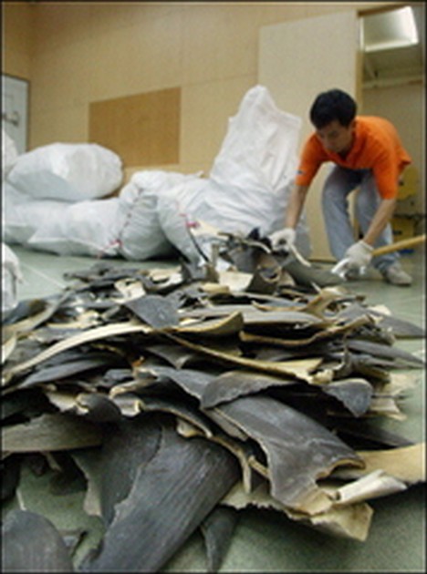 soup ? Cavalier & Blue Marlin Sport Fishing Gran Canaria