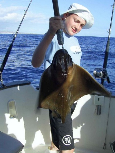 eagle ray Cavalier & Blue Marlin Sport Fishing Gran Canaria