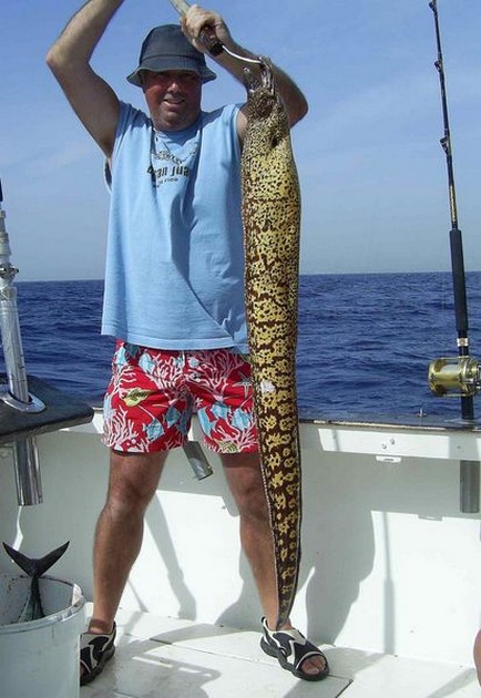 tiger moray Cavalier & Blue Marlin Sport Fishing Gran Canaria