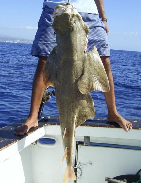 angel shark Cavalier & Blue Marlin Sport Fishing Gran Canaria