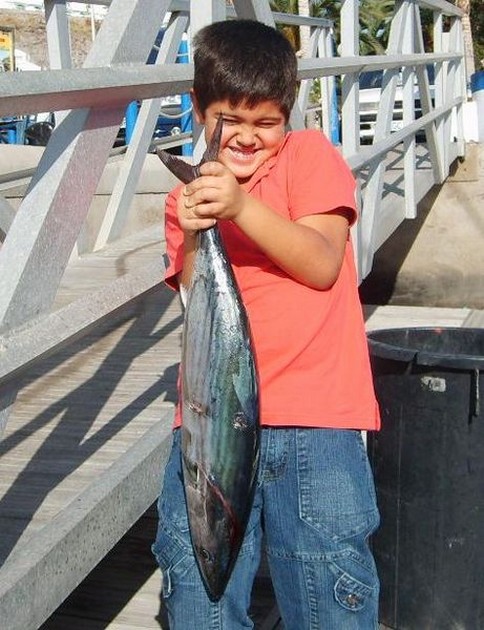 north atlantic bonito Cavalier & Blue Marlin Sport Fishing Gran Canaria