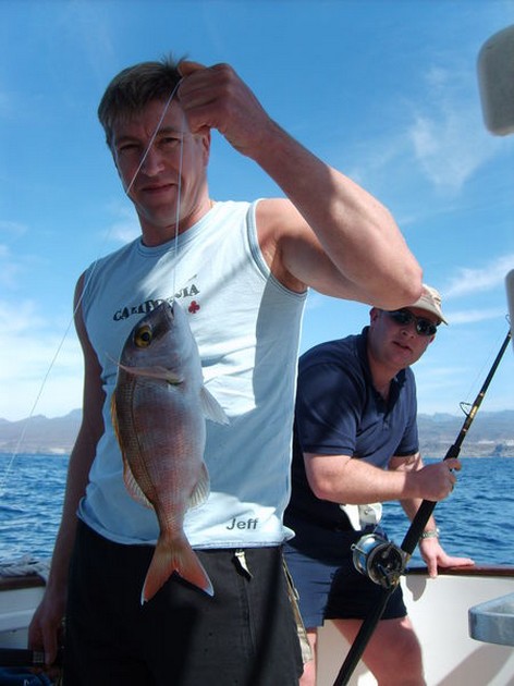 seabream Cavalier & Blue Marlin Sport Fishing Gran Canaria