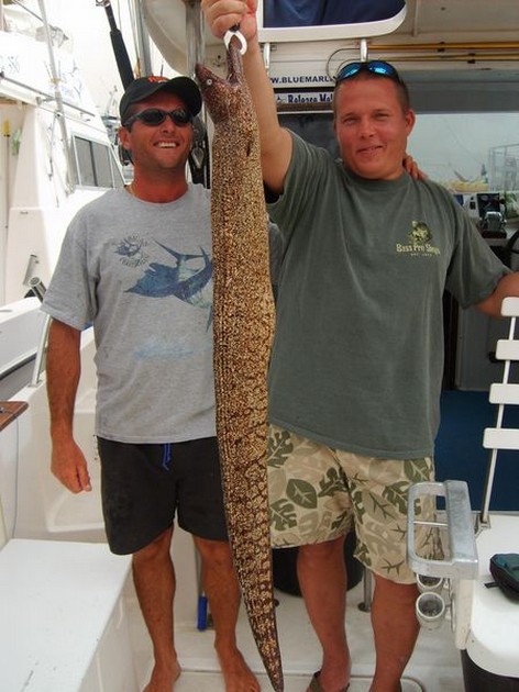 10/03 tiger moray Cavalier & Blue Marlin Sport Fishing Gran Canaria