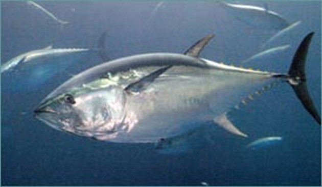 Het Wereld Natuur Fonds roept de Europese Unie op om - Cavalier & Blue Marlin Sport Fishing Gran Canaria