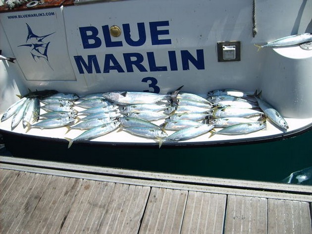Los últimos días solo tuvimos éxito con muchos - Cavalier & Blue Marlin Sport Fishing Gran Canaria