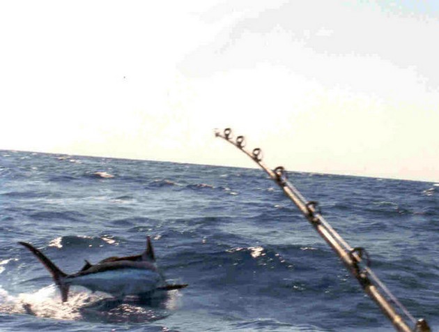 Idag 21/04 startas marlinsäsongen 2007 i Puerto - Cavalier & Blue Marlin Sport Fishing Gran Canaria