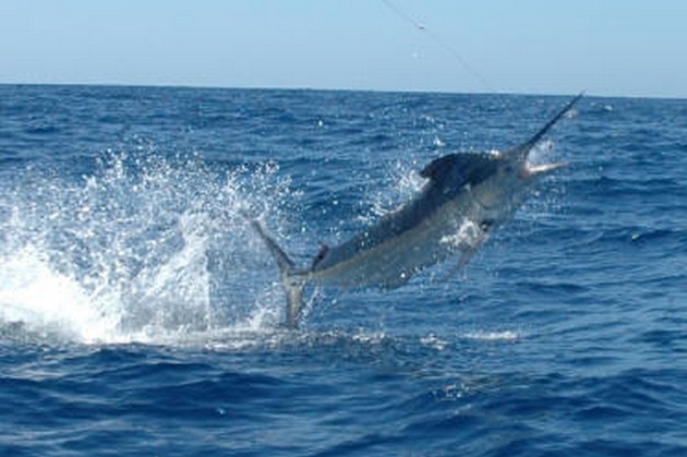 Today one of our partner ships was very close to catch - Cavalier & Blue Marlin Sport Fishing Gran Canaria