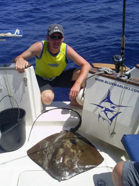 common stingray Cavalier & Blue Marlin Sport Fishing Gran Canaria