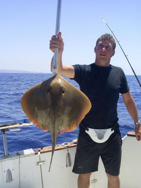 common stingray Cavalier & Blue Marlin Sport Fishing Gran Canaria