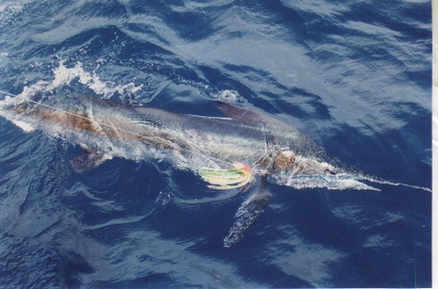 The boat Cavalier had today twice and the boat Blue - Cavalier & Blue Marlin Sport Fishing Gran Canaria