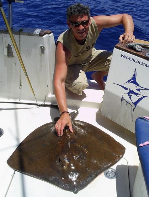 common stingray Cavalier & Blue Marlin Sport Fishing Gran Canaria