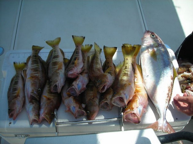En fiskedag med måttliga fångster. Blue Marlin - Cavalier & Blue Marlin Sport Fishing Gran Canaria