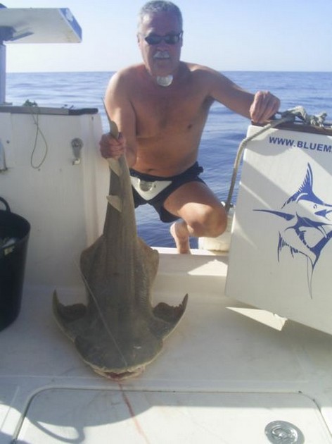 angelshark Cavalier & Blue Marlin Sport Fishing Gran Canaria