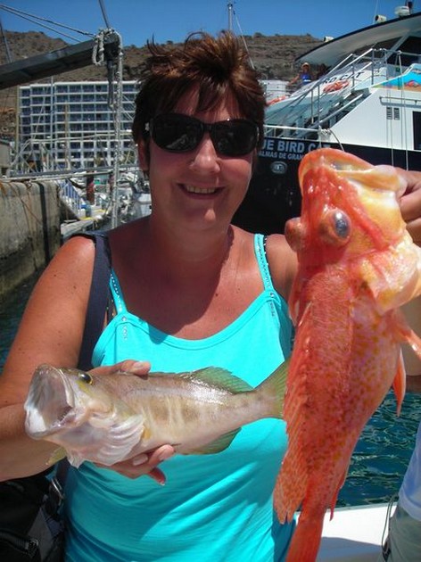 comber - dentex Cavalier & Blue Marlin Sport Fishing Gran Canaria