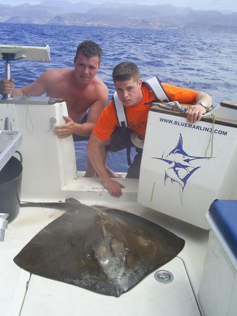15/05 common stingray Cavalier & Blue Marlin Sport Fishing Gran Canaria