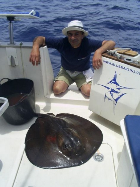 round stingray Cavalier & Blue Marlin Sport Fishing Gran Canaria