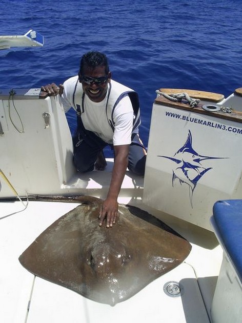 common stingray Cavalier & Blue Marlin Sport Fishing Gran Canaria