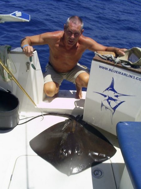 common stingray Cavalier & Blue Marlin Sport Fishing Gran Canaria