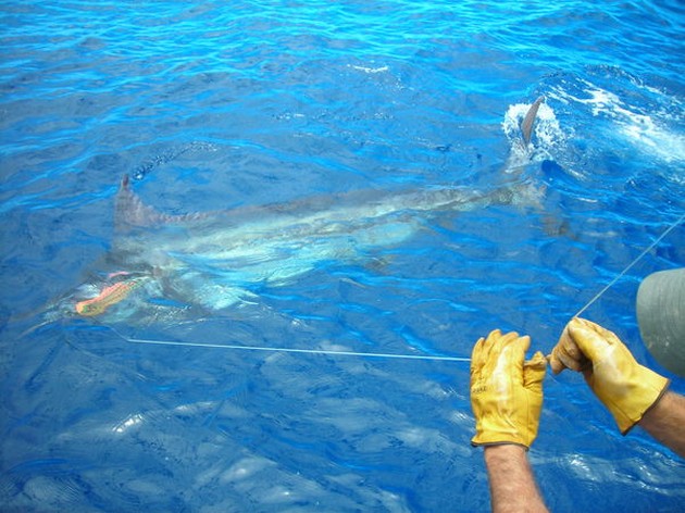 10/06 blue marlin Cavalier & Blue Marlin Sport Fishing Gran Canaria