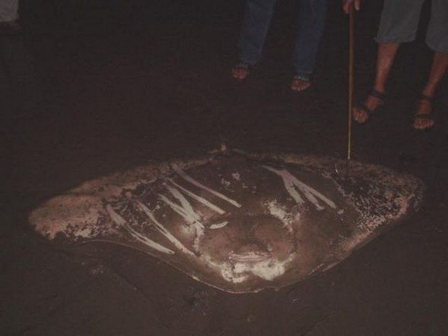 butterfly ray Cavalier & Blue Marlin Sport Fishing Gran Canaria