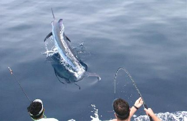 Puerto Rico - 17.00 en punto DORADOT Hoy de nuevo mucho - Cavalier & Blue Marlin Sport Fishing Gran Canaria